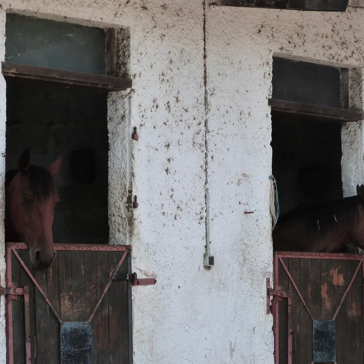 Chevaux