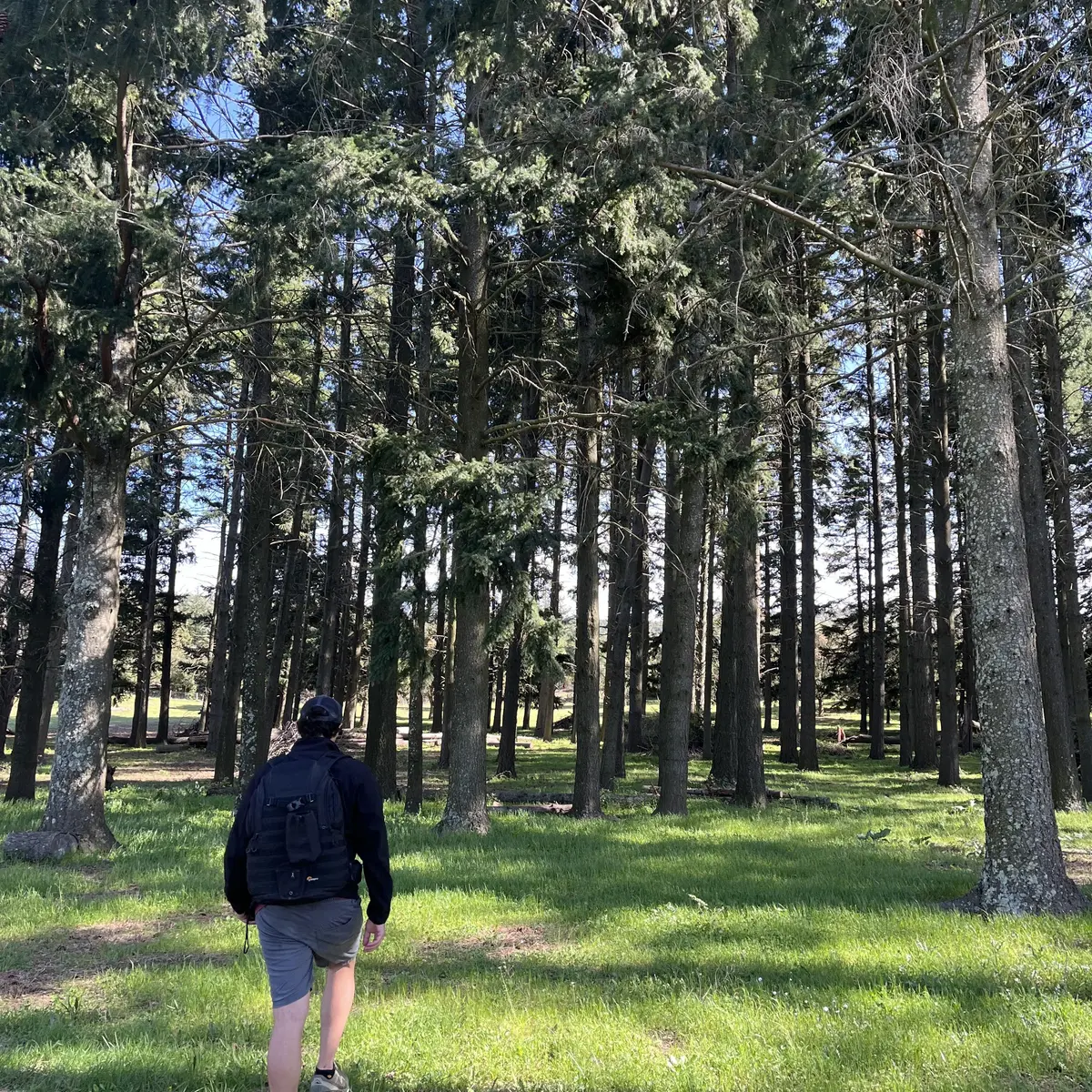 Forêt de résineux sur le Plateau Lambert