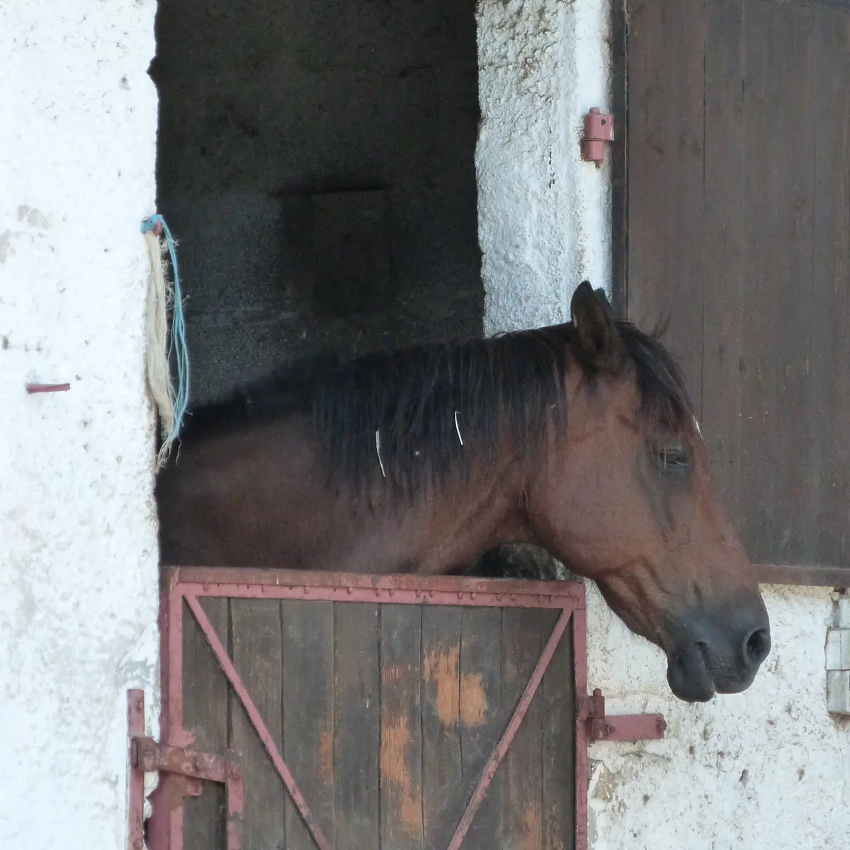 Chevaux