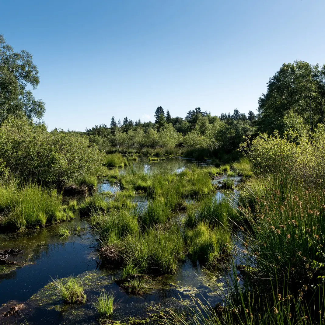 Espace naturel sensible - ENS - Tourbière de Font blanche - Les Noës