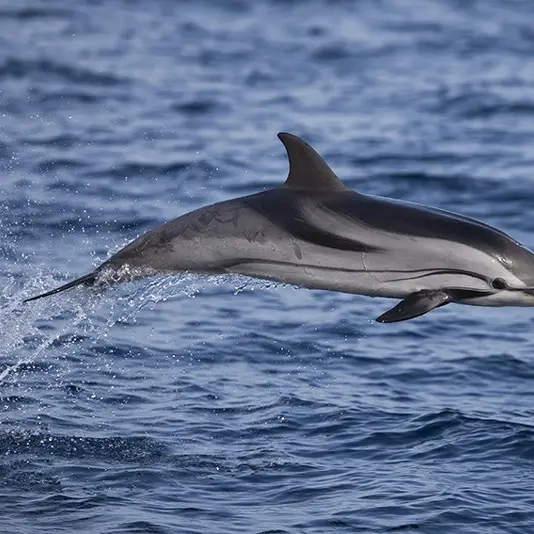 Sortie Porquerolles et dauphins