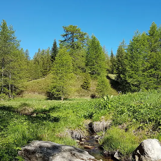 Cours d'eau serpentant le long de rochers dans une prairie luxuriante, conifères en arrière-plan