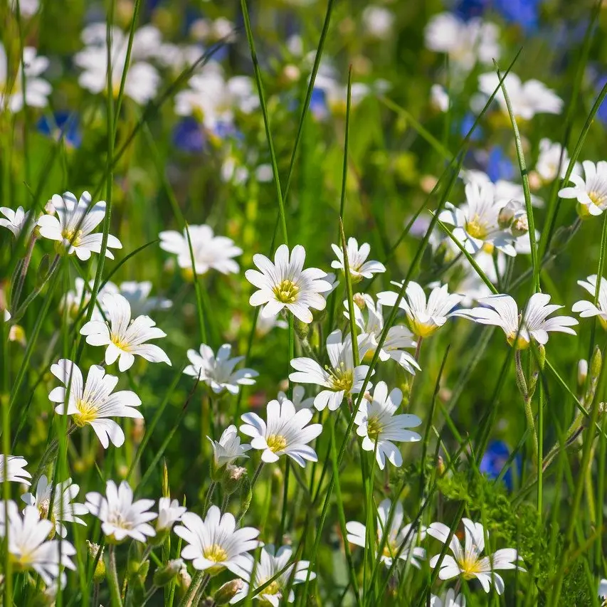 Sentier des grands prés