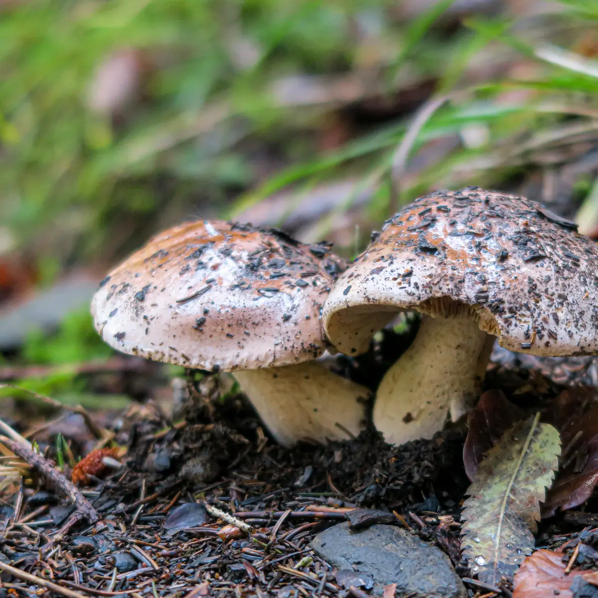 Champignons