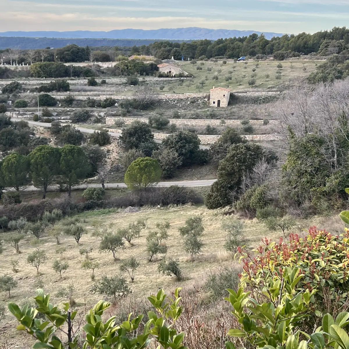 Olive grove of Baudinard