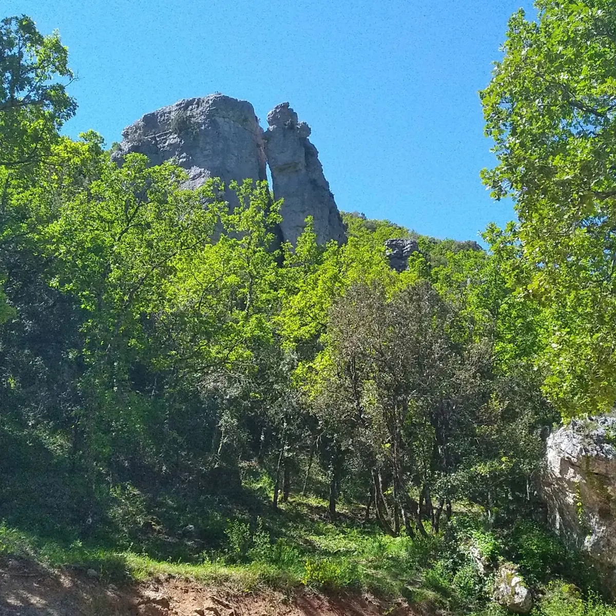 Aperçu du haut des aguilles parmi la végétation verdoyante