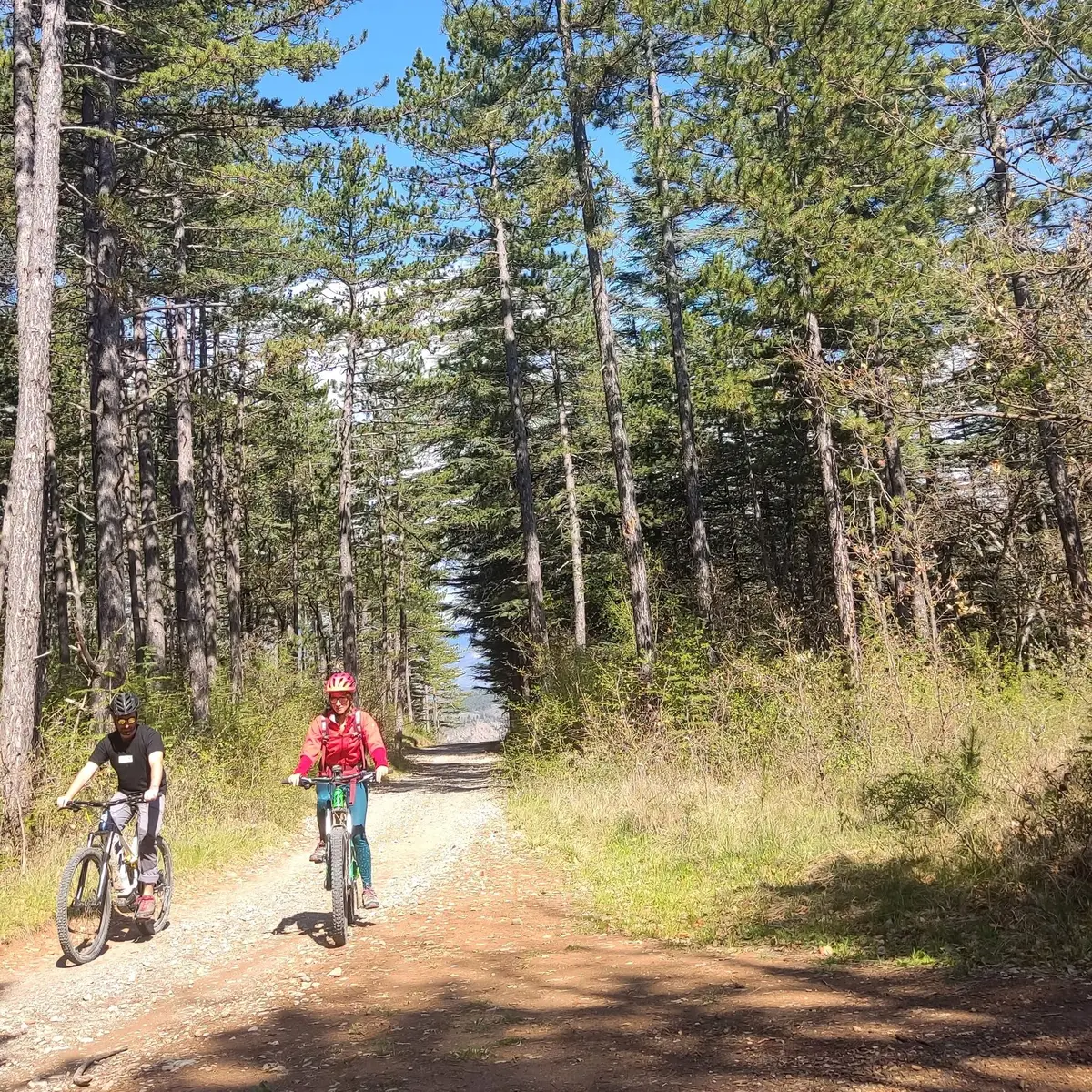 Sur piste forestière