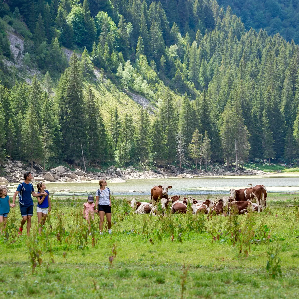 Troupeau de vaches aux abords du lac