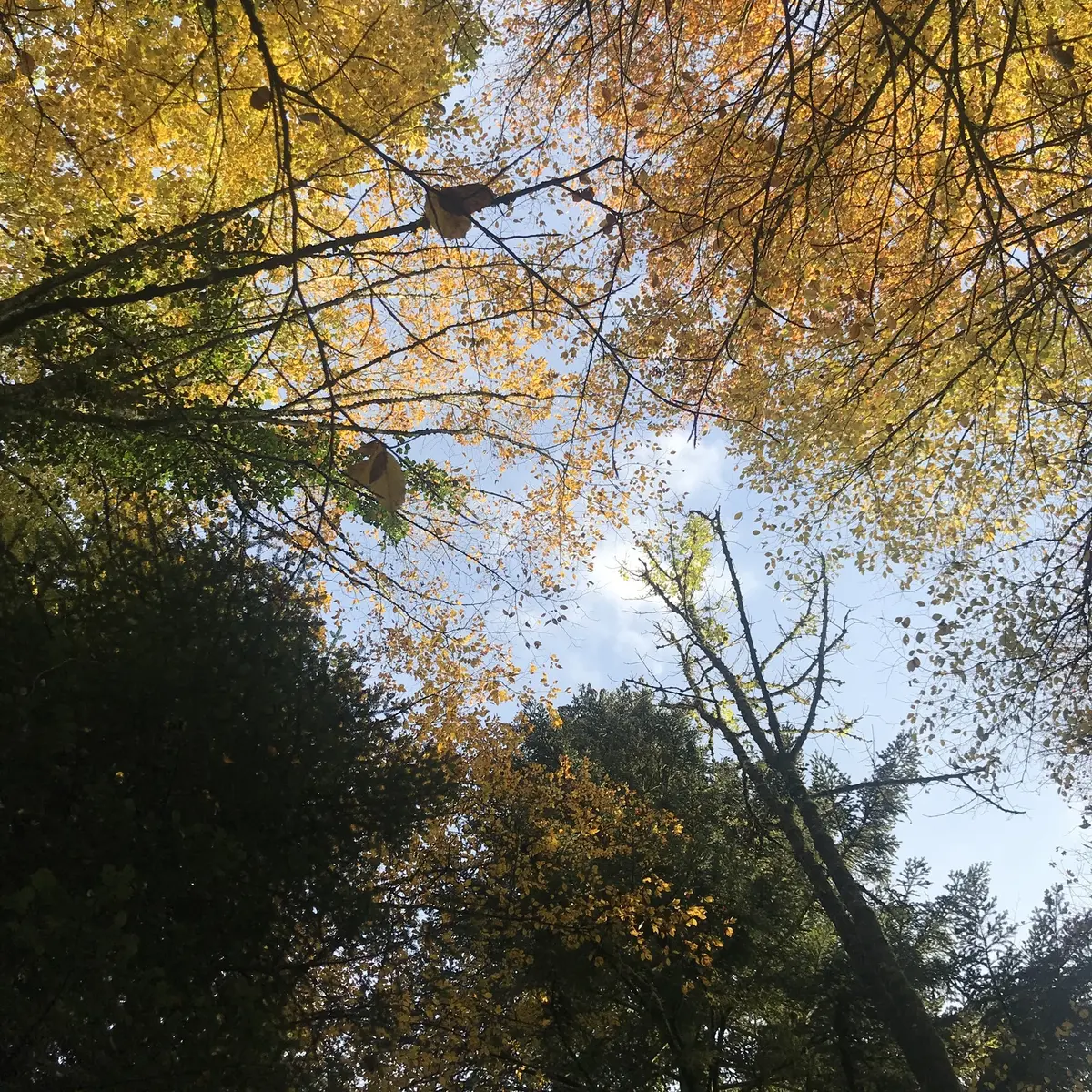 Au cœur des arbres - Magali Natur'harmonie