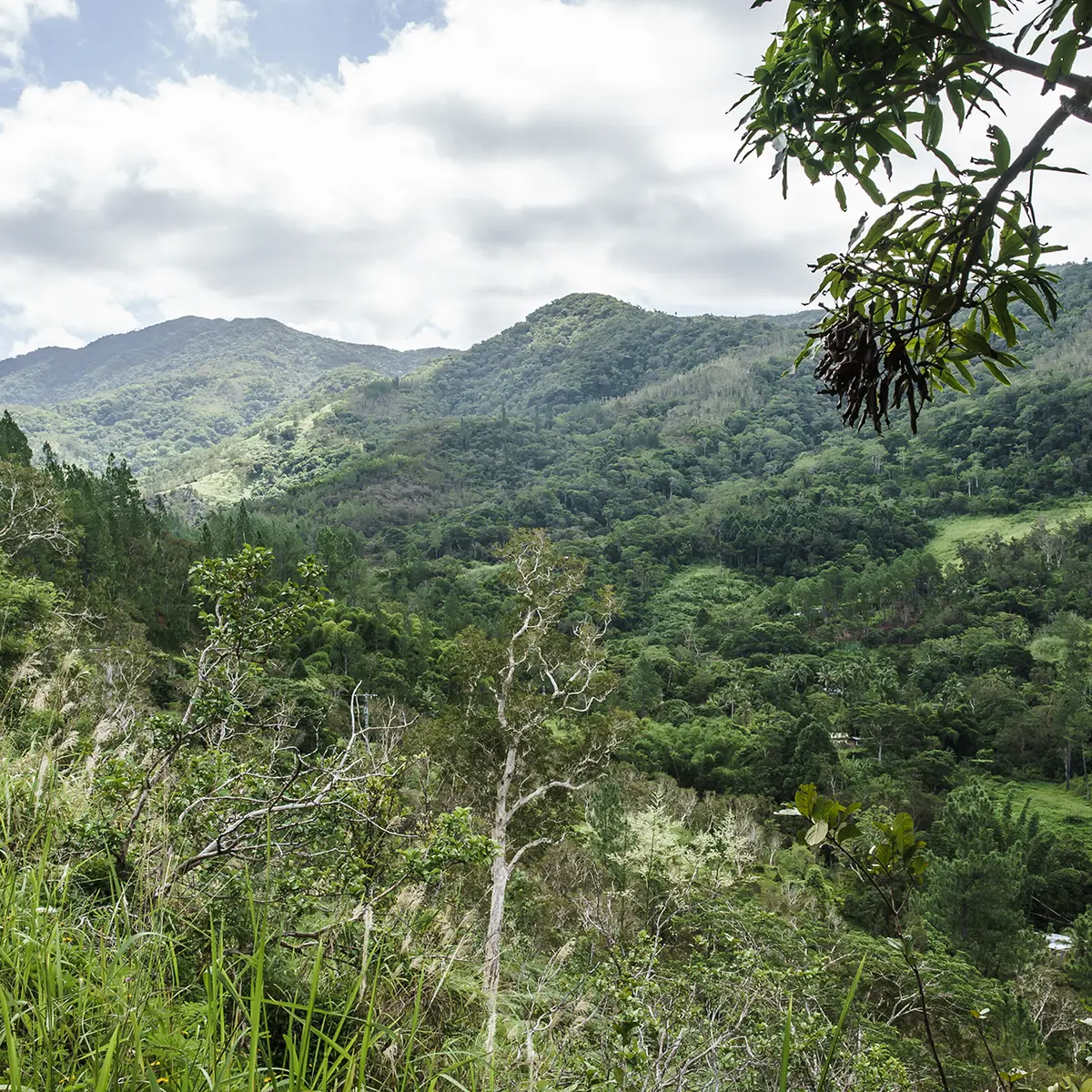 Tribu de Koindé