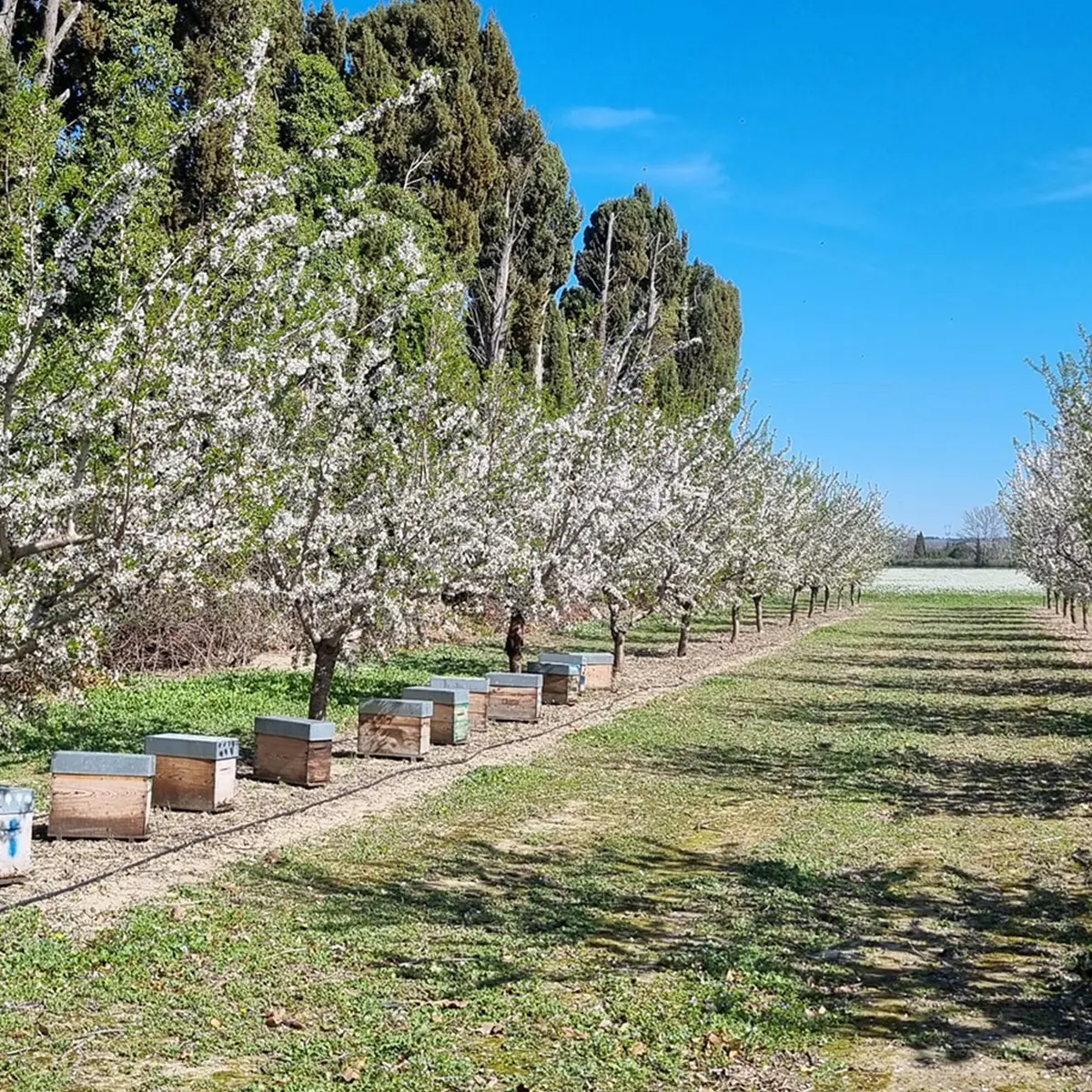 le-rucher-des-alpilles-saint-remy-de-provence