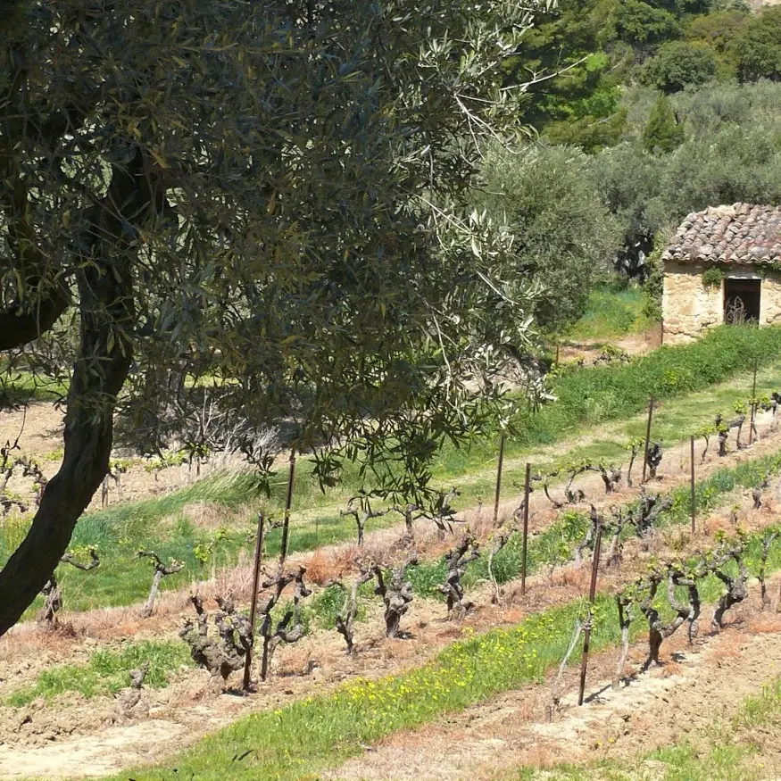 Vignes et oliviers à BDV