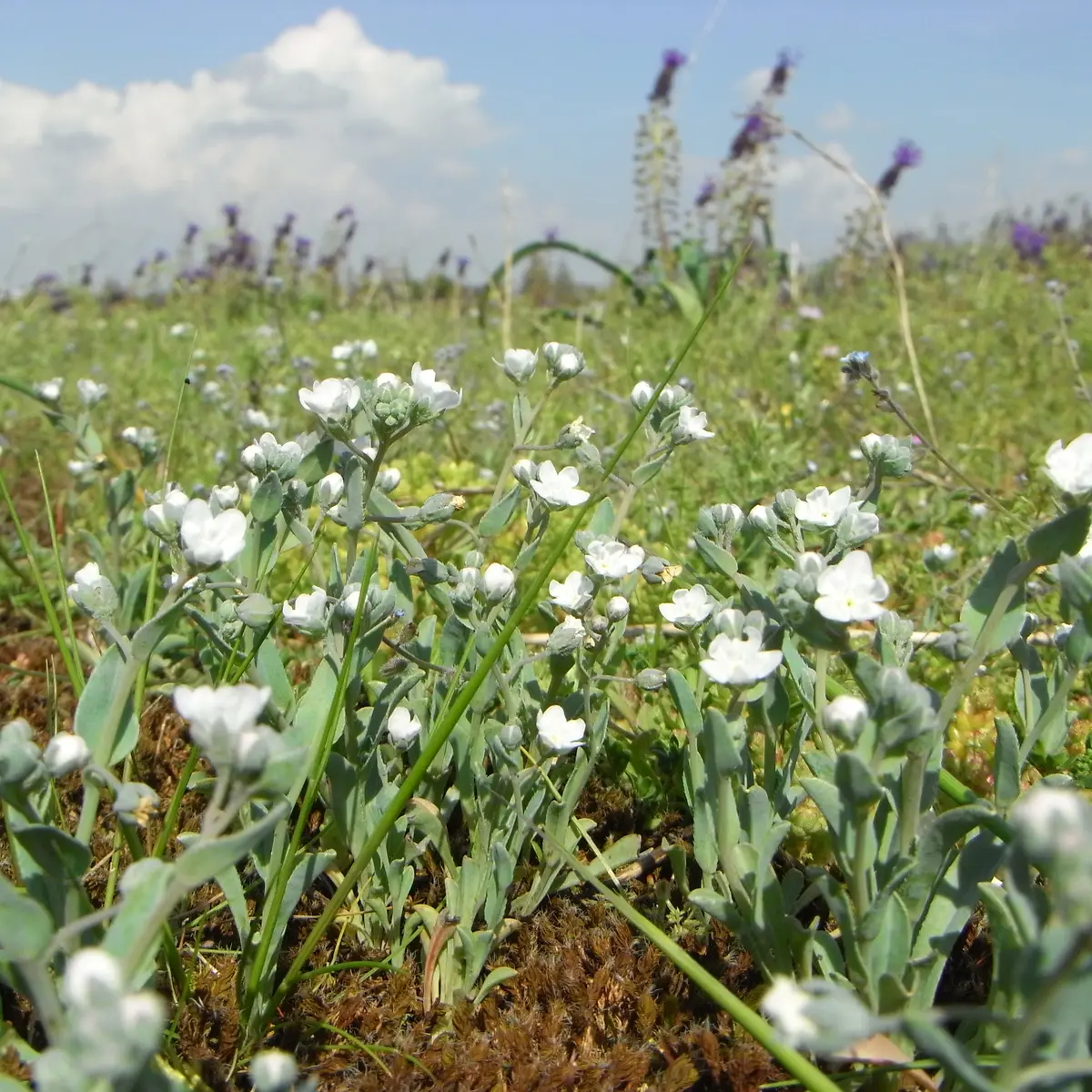 Omphalodes littoralis, eine Seltenheit von europäischem Interesse
