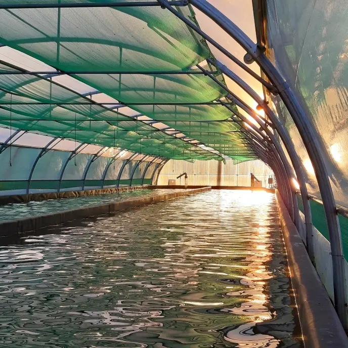 Spiruline de Montauban