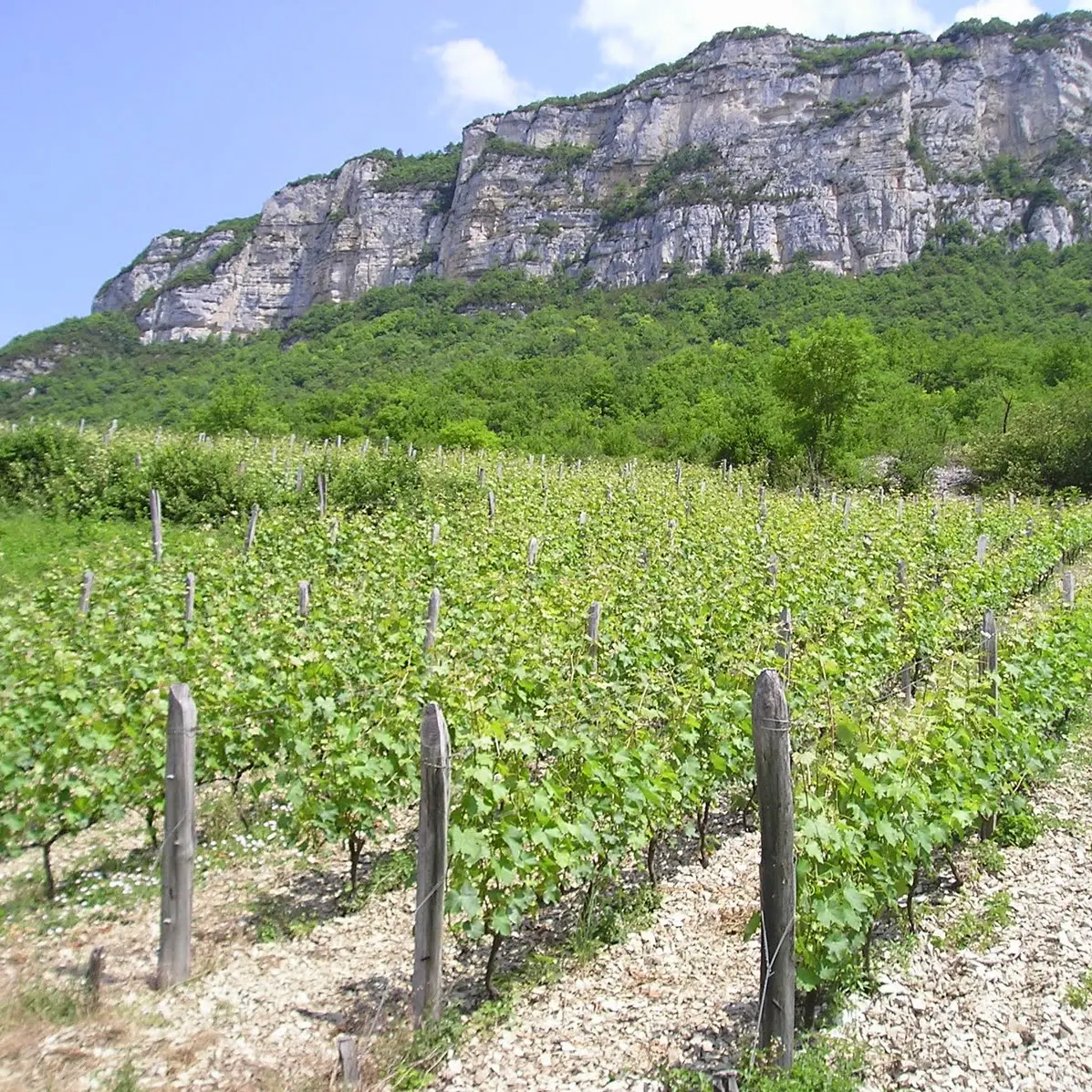 Les vignes des grangeons de l'Albarine