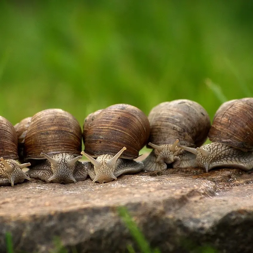 La Ferme aux Escargots d'Arno