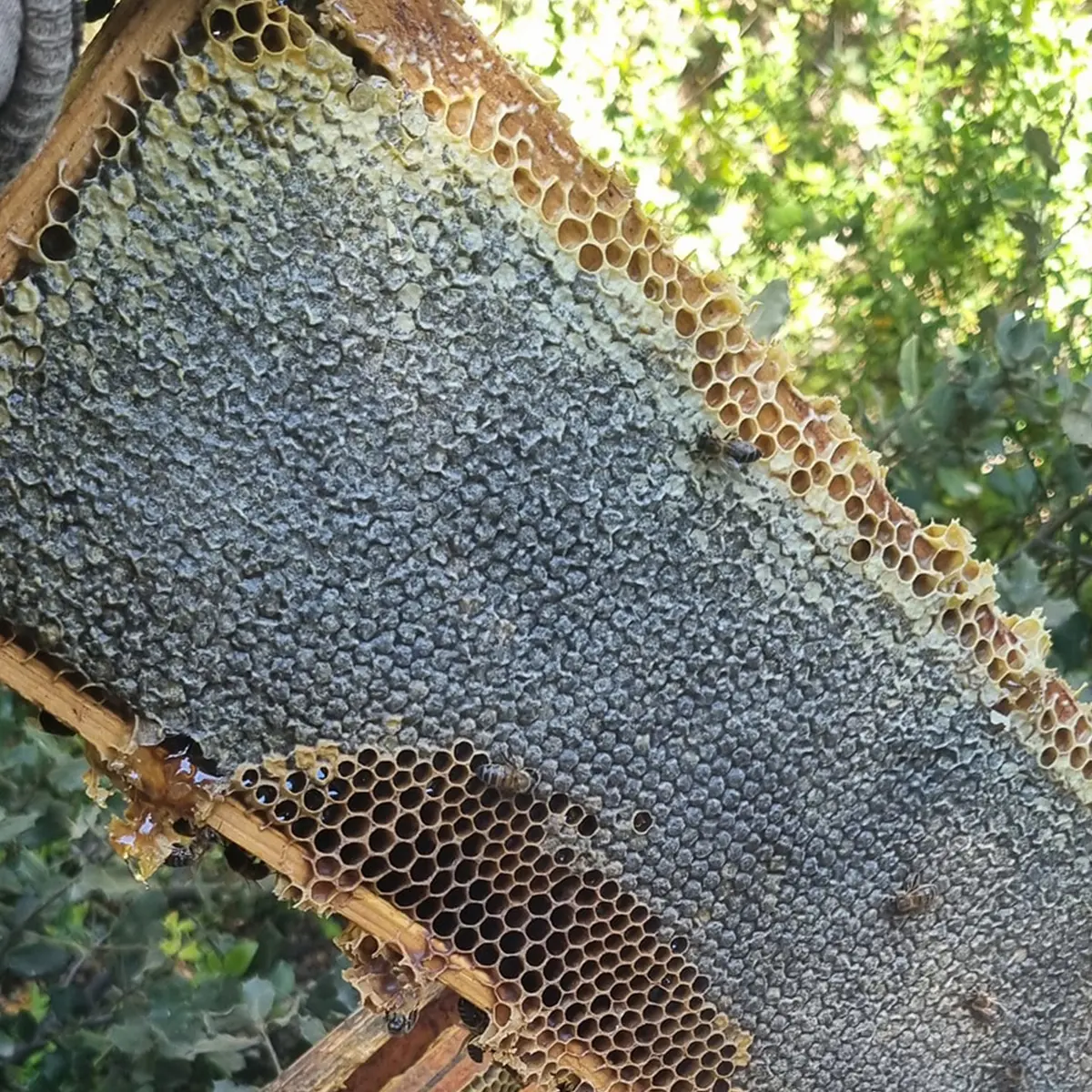 le-rucher-des-alpilles-saint-remy-de-provence