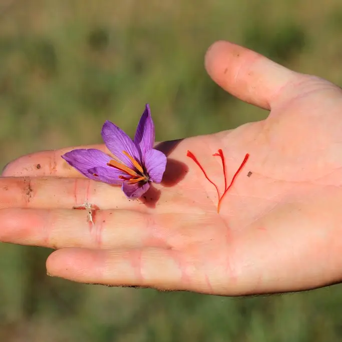 Alain Hocquel - Collect. ADT