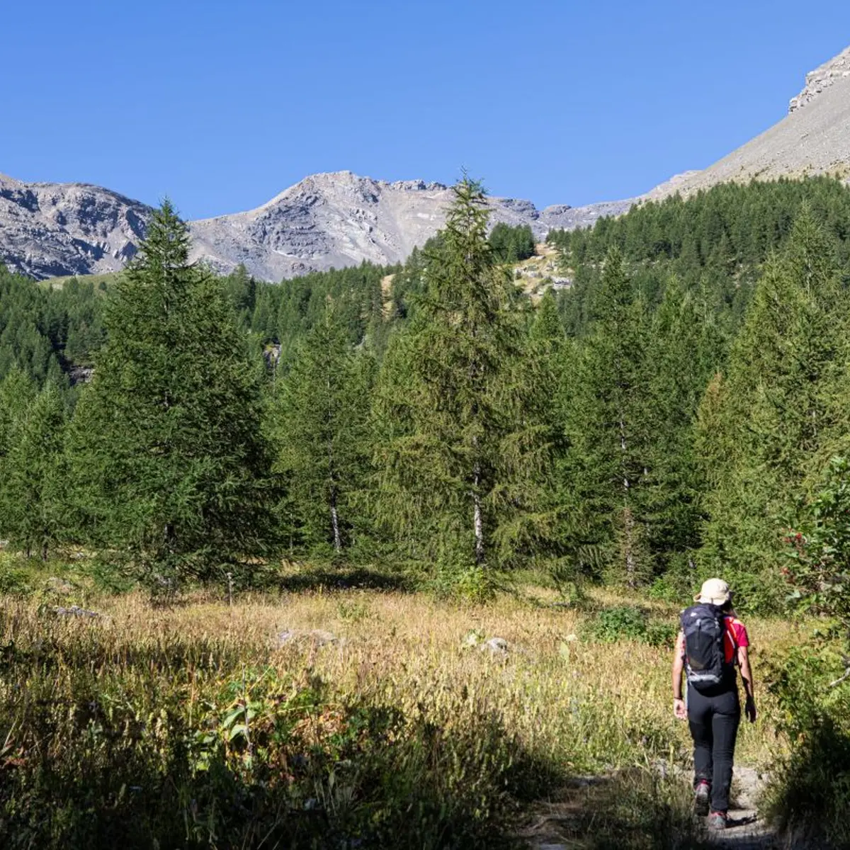 Mélezin en aval du vallon de Narreyroux