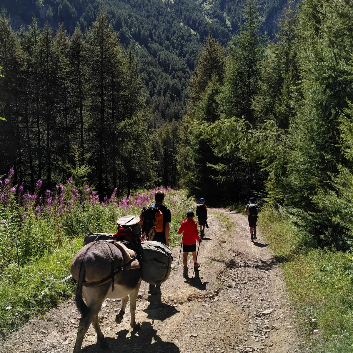 Randonnée avec les ânes avec La Belle ânerie