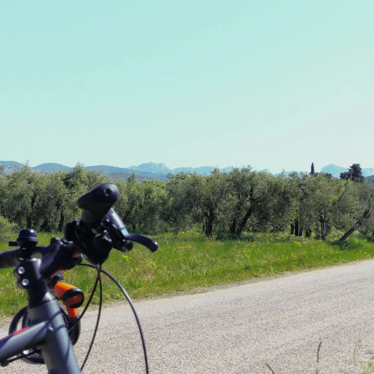 Oliveraie entre Mouriès et Aureille