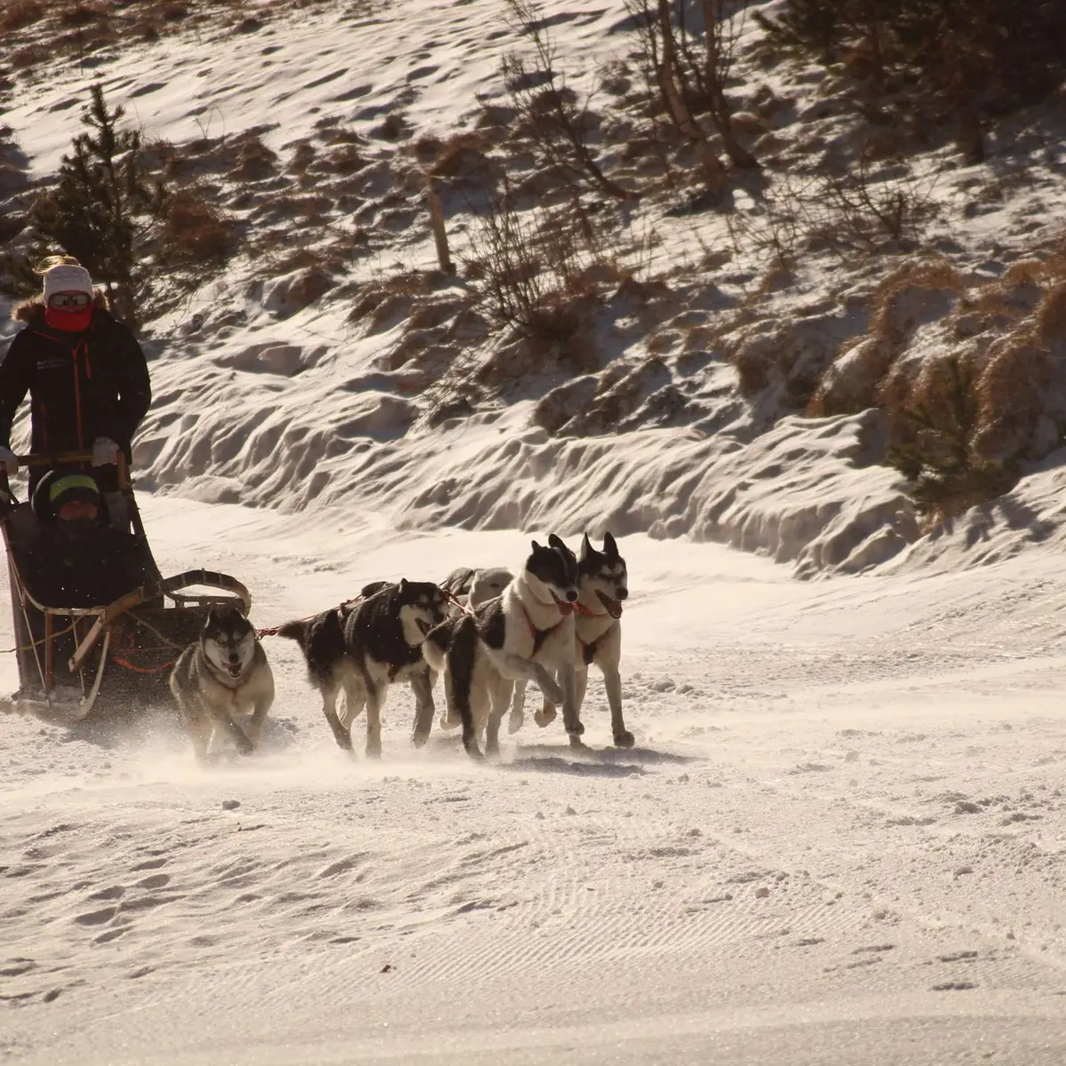 Chiens tirant le traineau