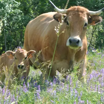 Broutard et veau Aubrac BIO
