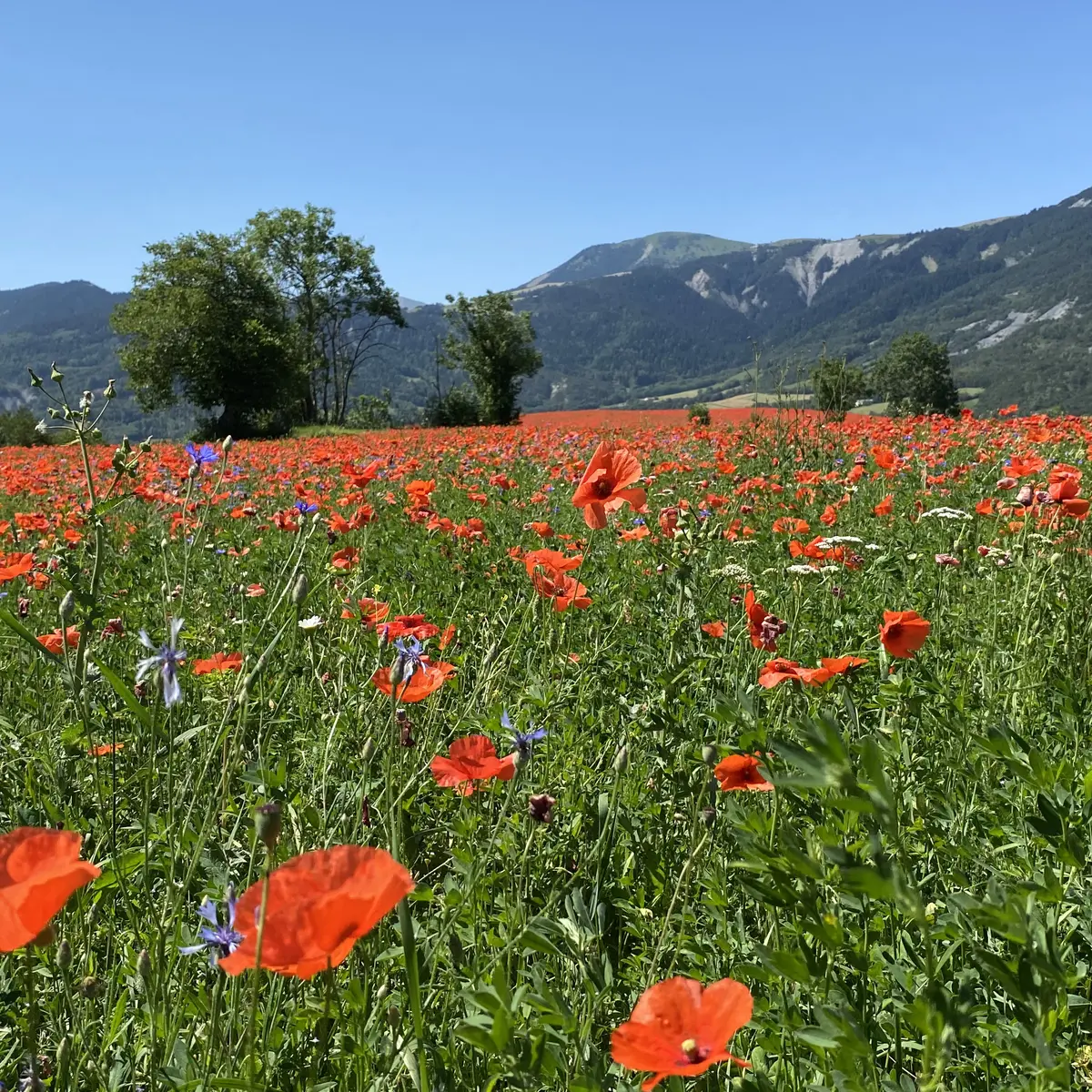 L'auragnerie - La Gineste - Seyne