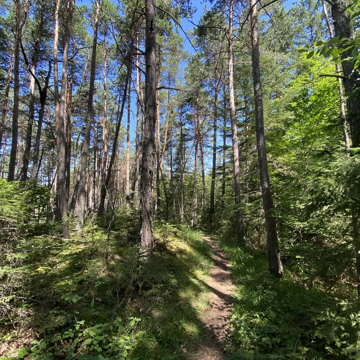 L'auragnerie - La Gineste - Seyne
