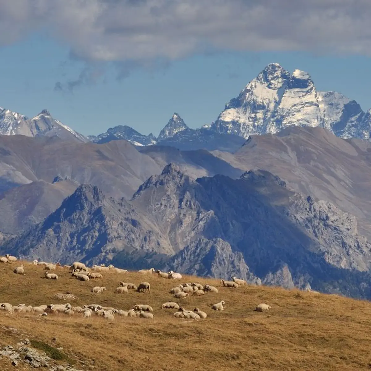 Troupeau de brebis à l'Alp de Réotier - Vautisse
