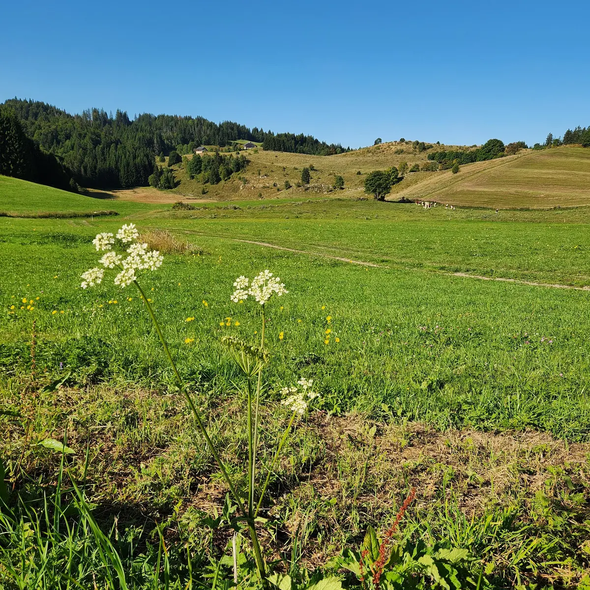 alpage de plaine joux