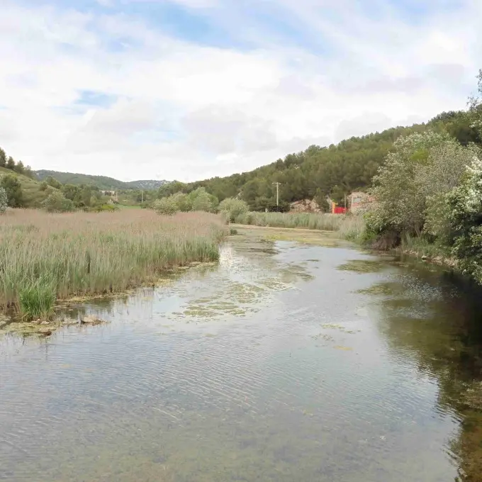 la roselière dont l'écosystème constitue un lieu unique sur la Côte Bleue de grande valeur patrimoniale