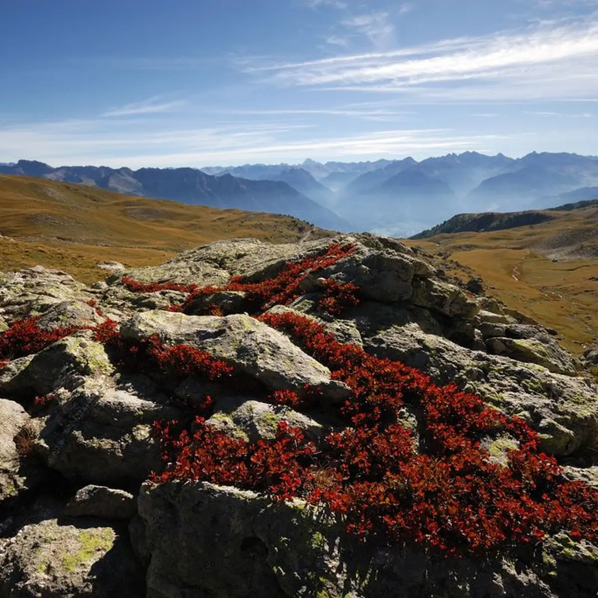 Myrtilles à l'automne à l'Alp de Vautisse,  Réotier