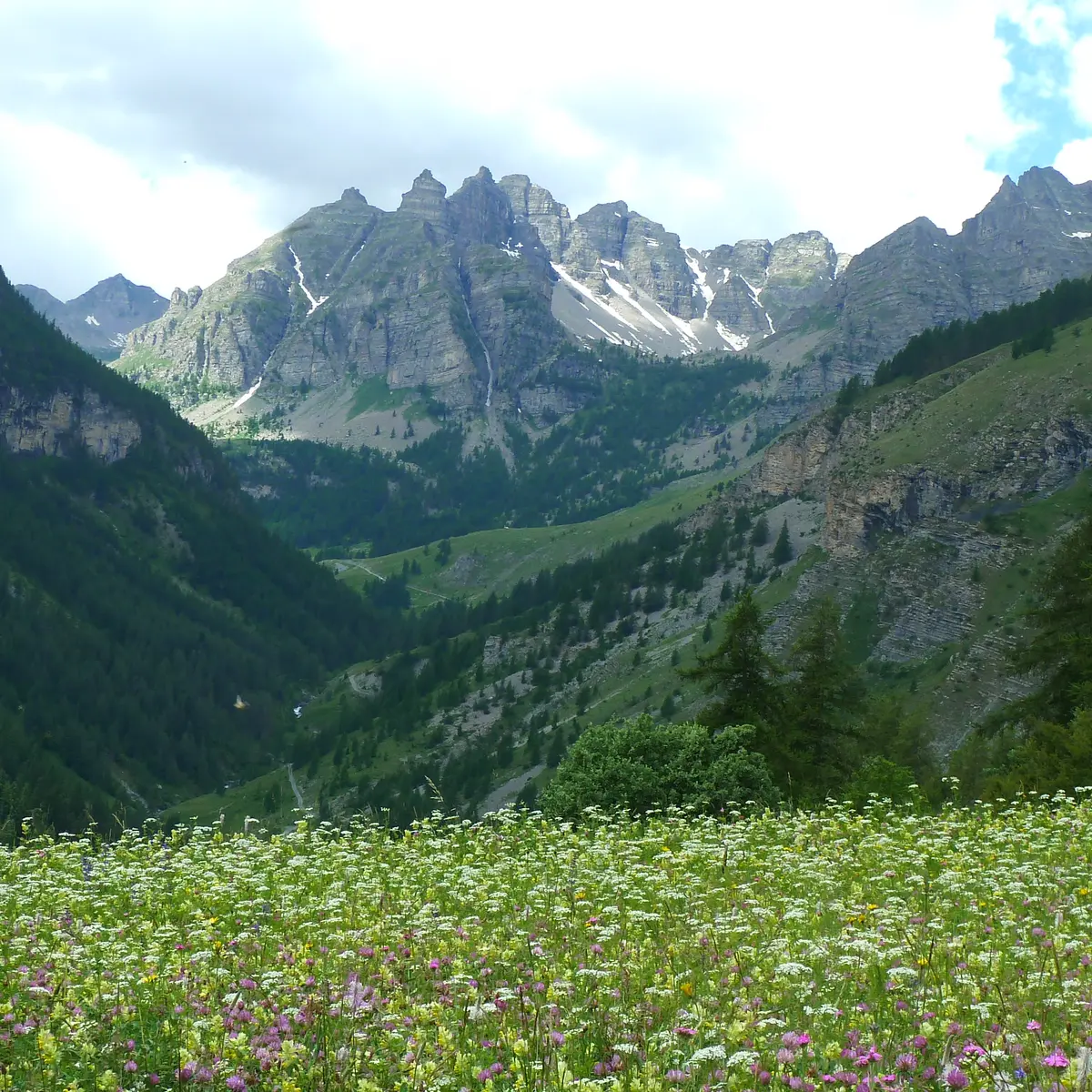 Prairie fleurie sur le plateau