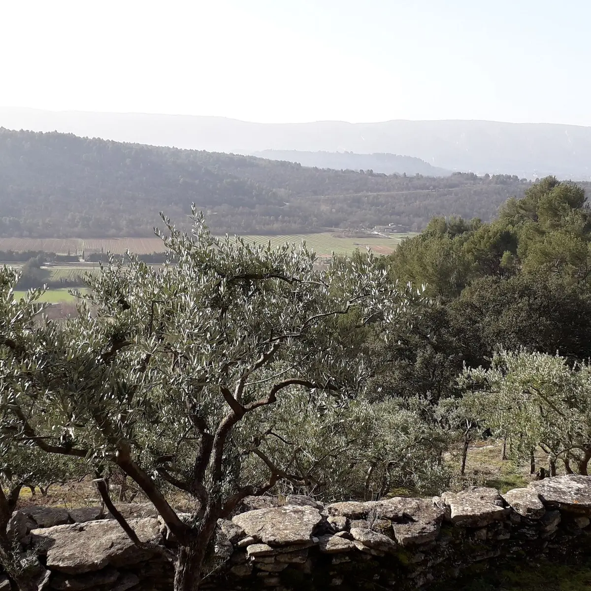 Vue sur le Luberon et la vallée du Calavon