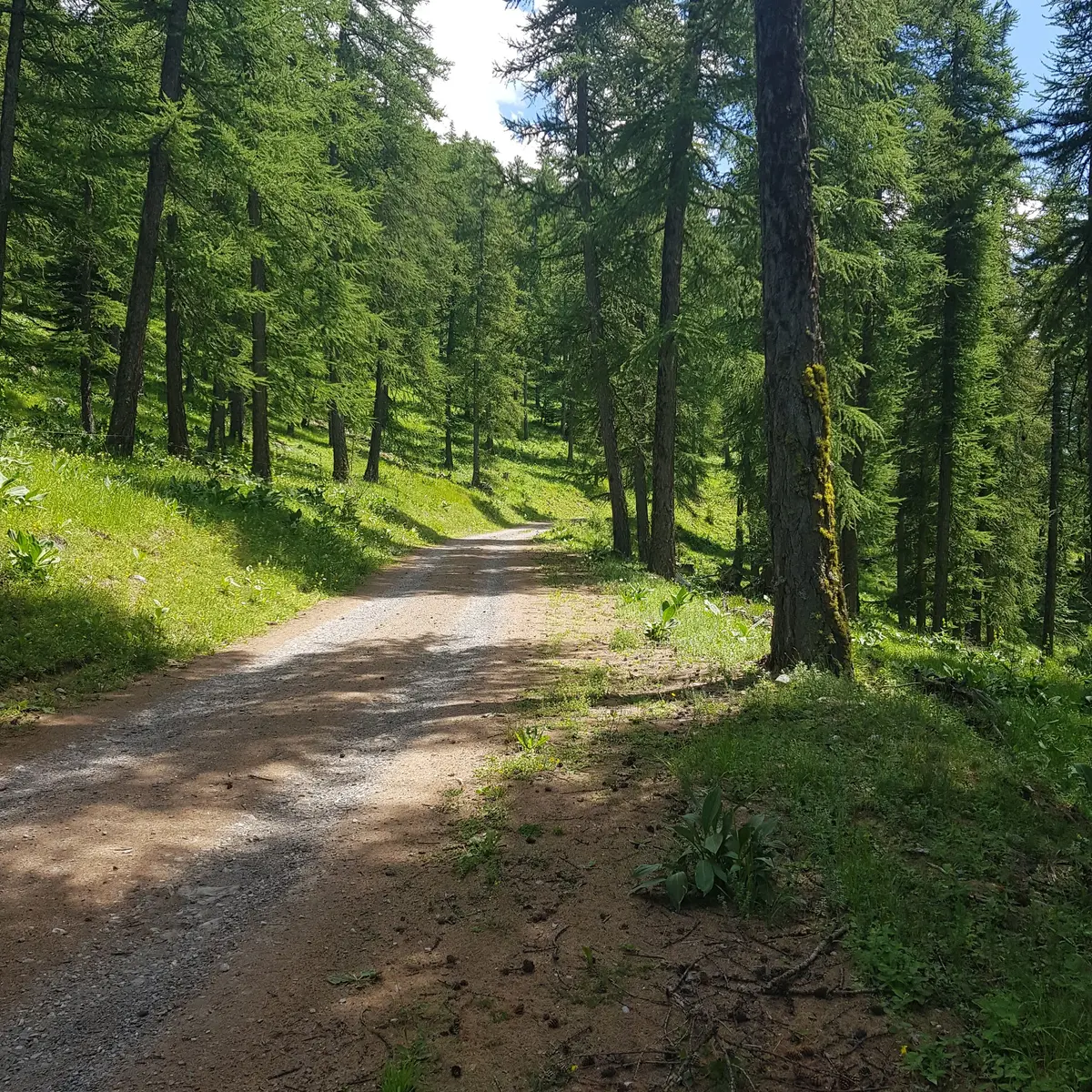 Mélézin du Pouzenc