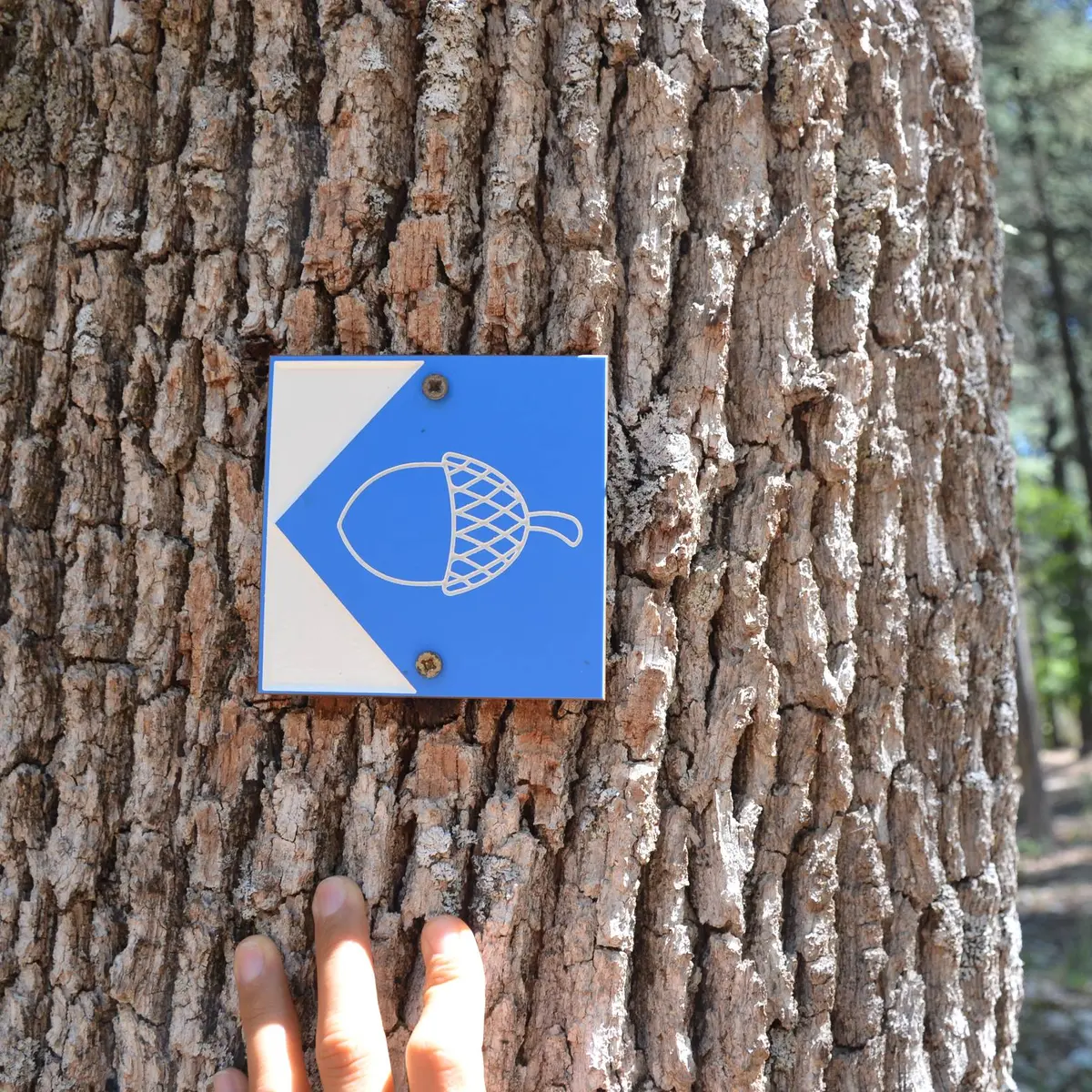 Balisage graine bleue