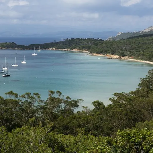 Sortie Porquerolles et dauphins