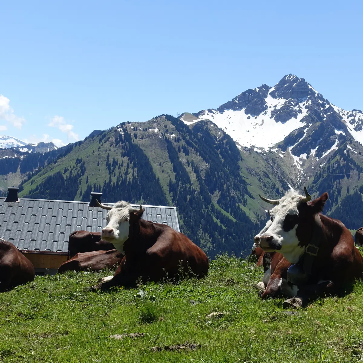 La Raille - Vaches Abondance