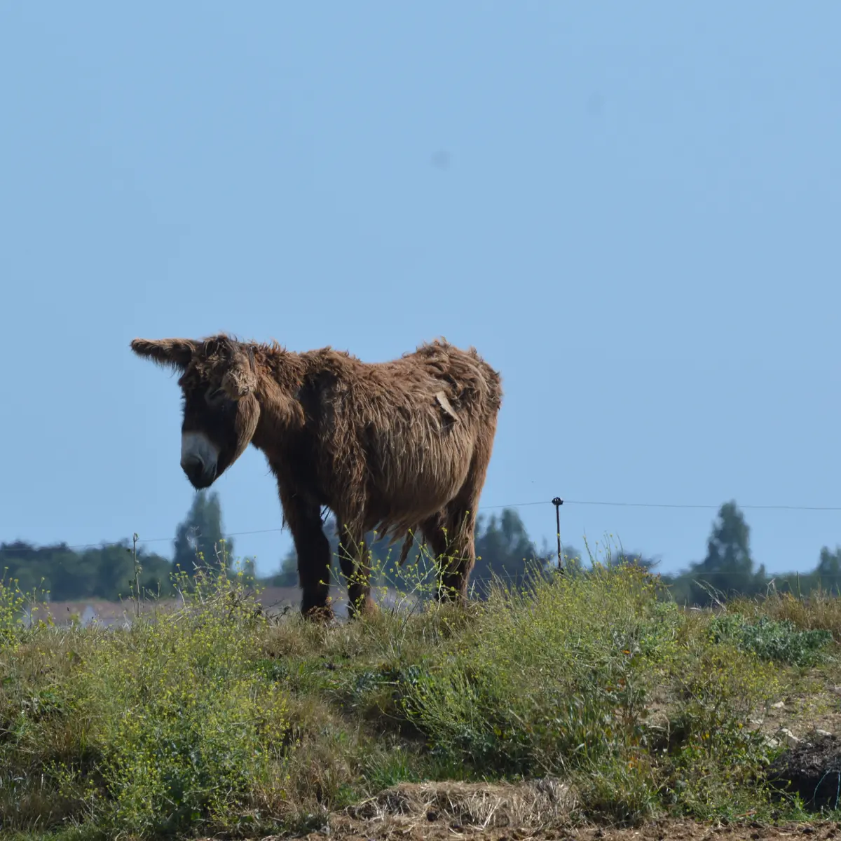 Baudet du Poitou à Saint-Martin-de-Ré