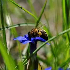 Producteurs locaux de  la Clarée - Miel