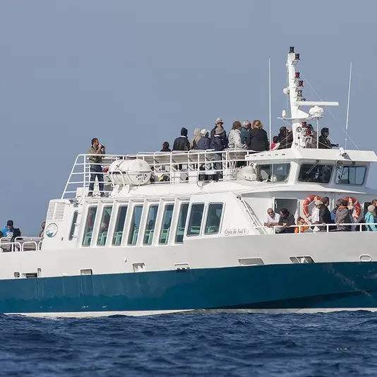 Sortie Porquerolles et dauphins