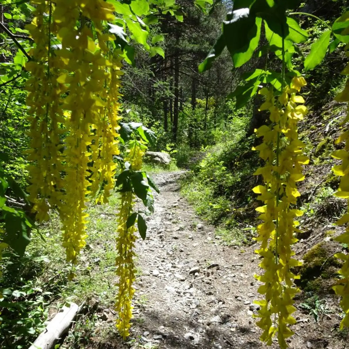 Le sentier du Cloutas