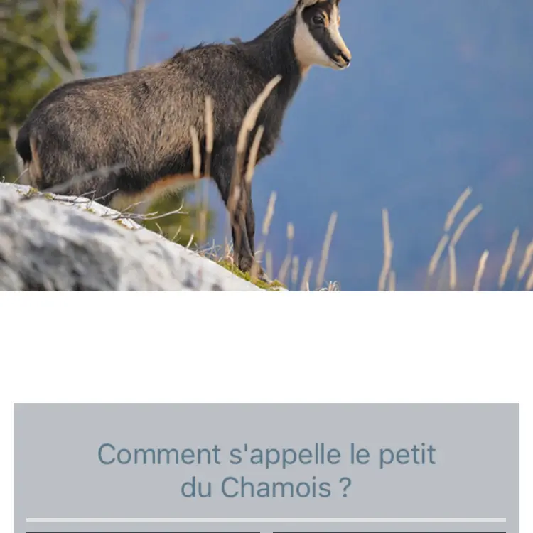 Traces Alpines