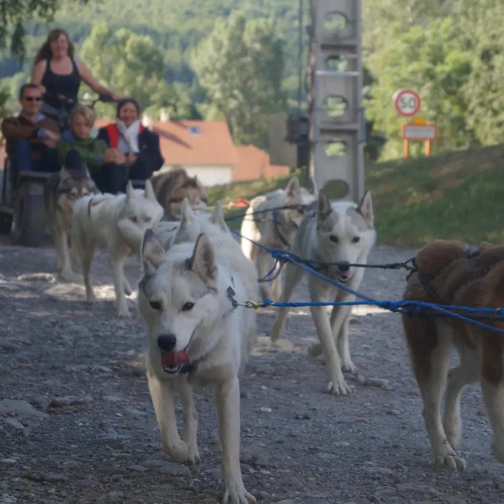 Cani-kart avec Travel Dog