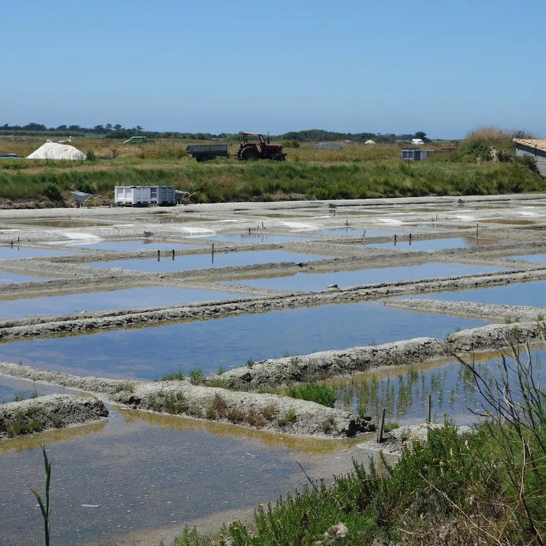 Salzmarsch von Les Salicorniers
