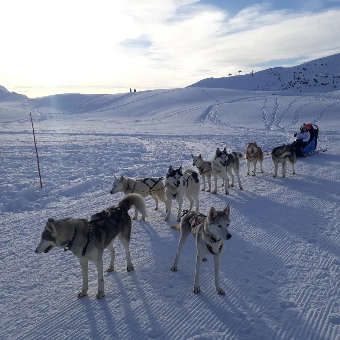 Chiens de traineaux avec Travel Dog