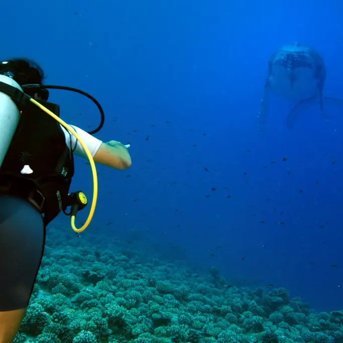 Tahaa Diving