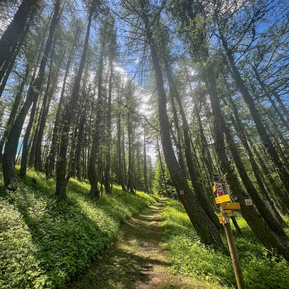 Montée sur sentier dans la station de Laye