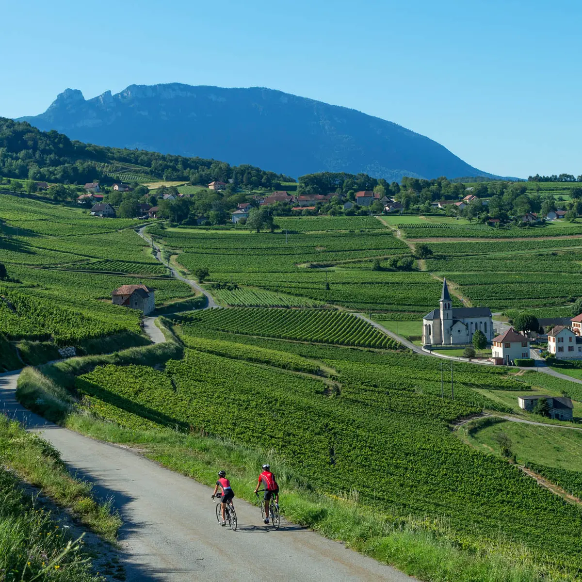 Passage dans les vignobles de Jongieux